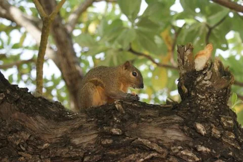 Squirrel Stock Photos