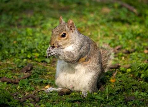 Squirrel Stock Photos