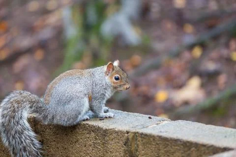 Squirrel Stock Photos
