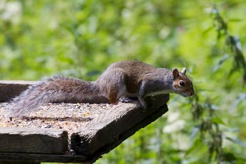 Squirrel Stock Photos