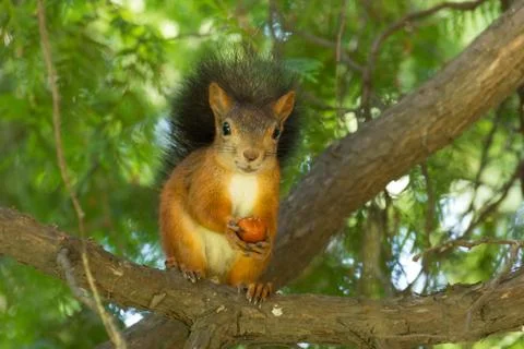 Squirrel Stock Photos