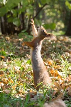 Squirrel Stock Photos