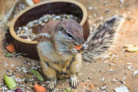 Squirrel Stock Photos