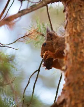 Squirrel Foto stock