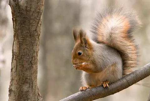 Squirrel Stock Photos