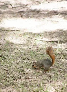 Squirrel Stock Photos