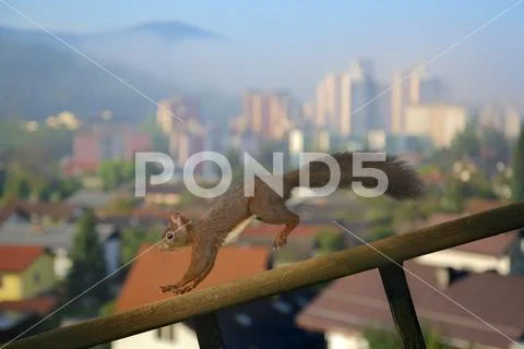 Squirrel Stock Photos