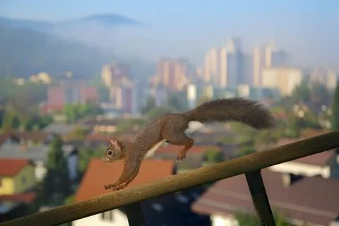 Squirrel Stock Photos