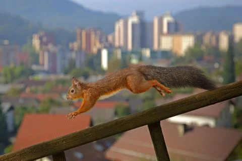 Squirrel Stock Photos