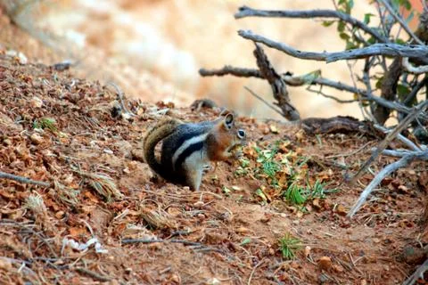 Squirrel Stock Photos