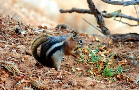 Squirrel Stock Photos