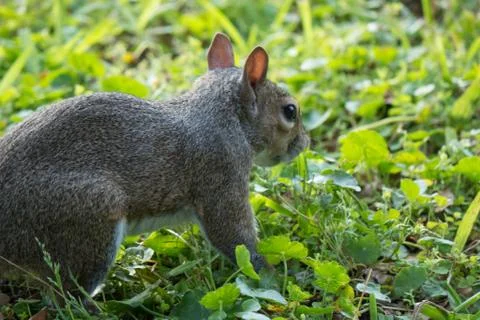 Squirrel Stock Photos