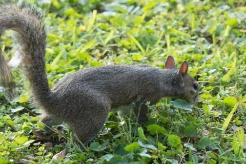 Squirrel Stock Photos