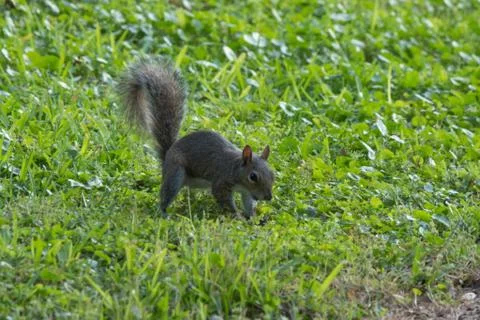 Squirrel Stock Photos