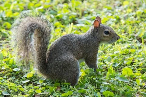 Squirrel Stock Photos