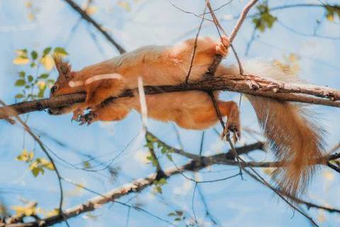 Squirrel Stock Photos