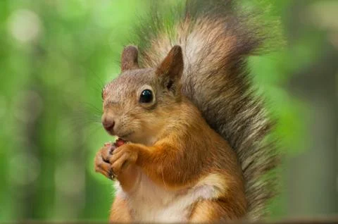 Squirrel Stock Photos