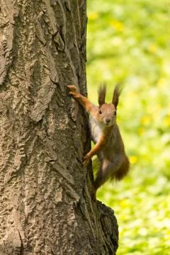 Squirrel Stock Photos