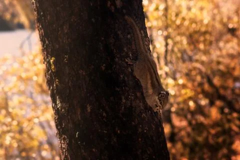 Squirrel Stock Photos