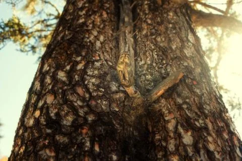 Squirrel Stock Photos