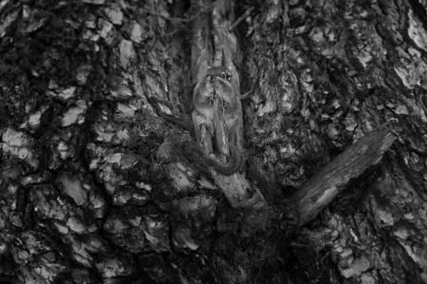 Squirrel Stock Photos