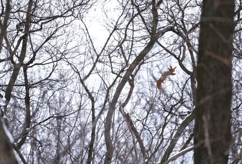 Squirrel Stock Photos