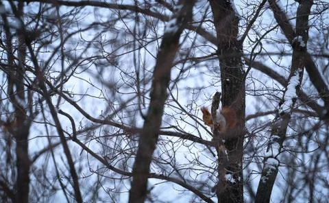 Squirrel Stock Photos