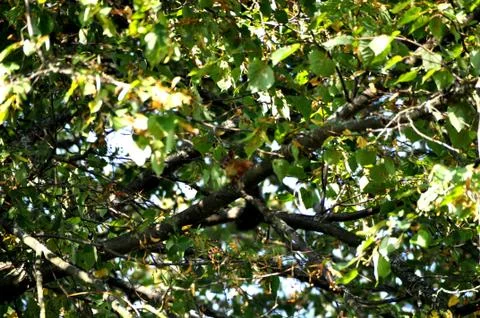 Squirrel Stock Photos