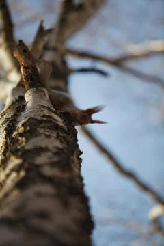 Squirrel Stock Photos