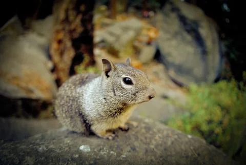 Squirrel Stock-Fotos