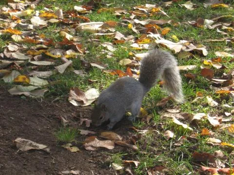 Squirrel Stock Photos