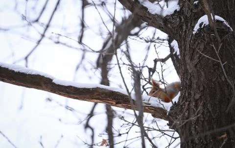 Squirrel Stock Photos