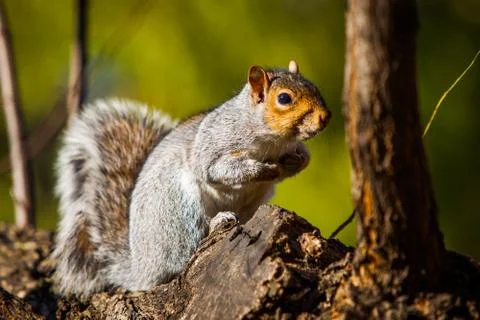 Squirrel Stock Photos