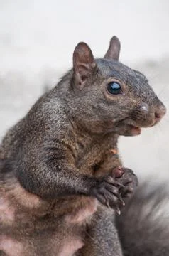 Squirrel Stock Photos