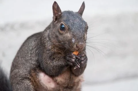 Squirrel Stock Photos