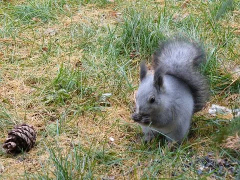Squirrel Stock Photos