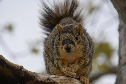 Squirrel Stockfoto's