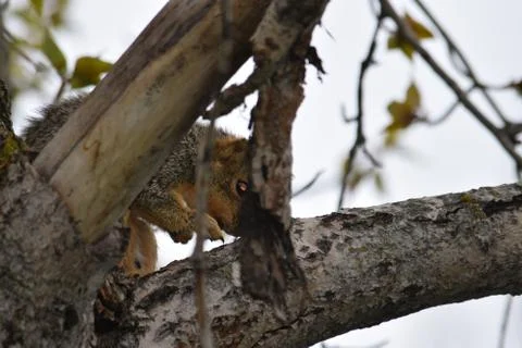 Squirrel Stockfoto's