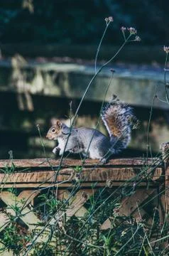Squirrel Stock Photos