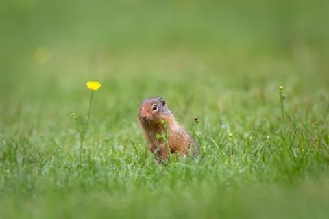 Squirrel Stock Photos