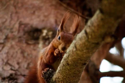 Squirrel Stock Photos