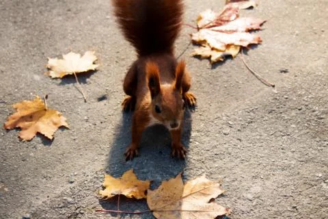 Squirrel Stock Photos