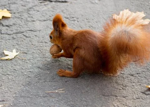 Squirrel Stock Photos