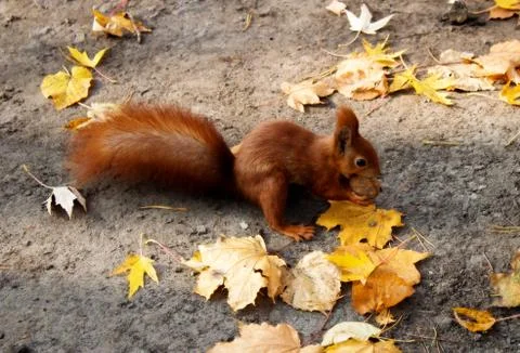 Squirrel Stock Photos