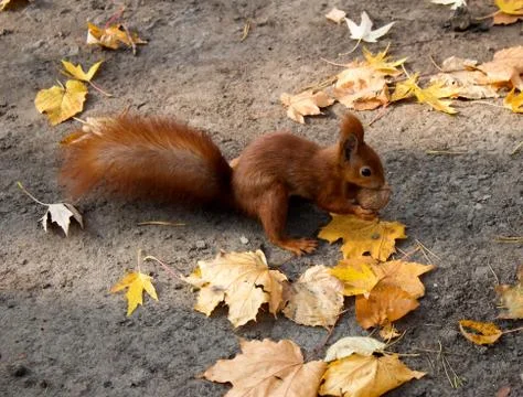 Squirrel Stock Photos