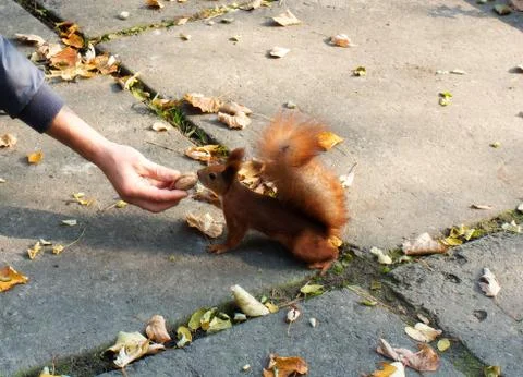 Squirrel Stock Photos