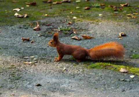 Squirrel Stock Photos
