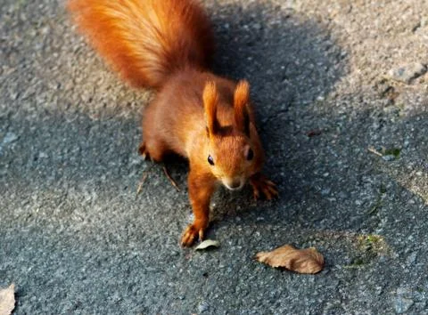 Squirrel Stock Photos