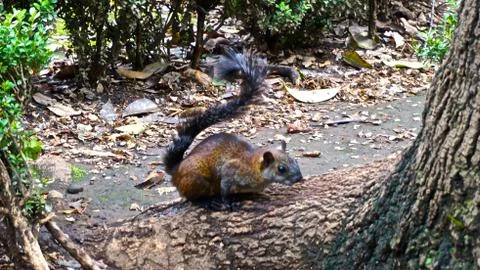 Squirrel Stock Photos