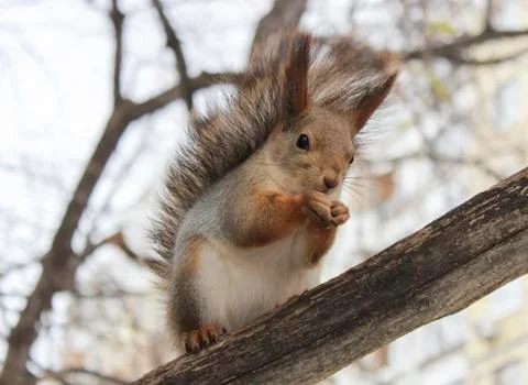 Squirrel Stock Photos